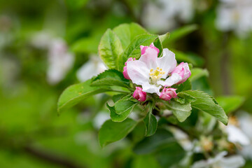 tree - apple trees blossomed, close-up of white and pink flowers of a fruit tree on a branch on a blurred background