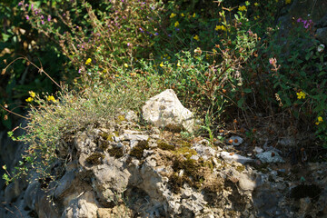 Close-up photo of wild flowers growing on a rocky mountainside