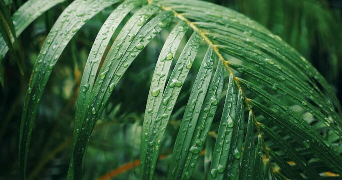 Close-up of green palm leaves with rain drops shot after a raining day in Asian tropical jungles. Slow motion