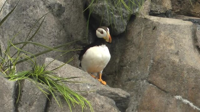 Horned Puffin Spreading wings on rock 
Alaska Wildlife and nature, Anchorage 2021

