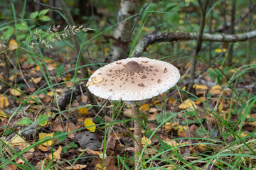 Amanita muscaria in the leaves of the autumn forest. Beautiful red fairy fly agaric. Poisonous mushroom in the forest.