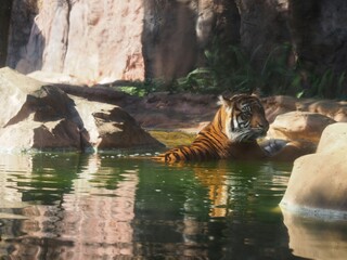 tiger in water