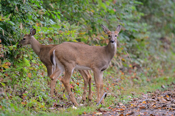 White Tailed Deer