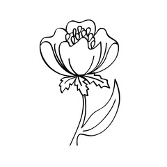Flower line art illustration, outline decoration PNG