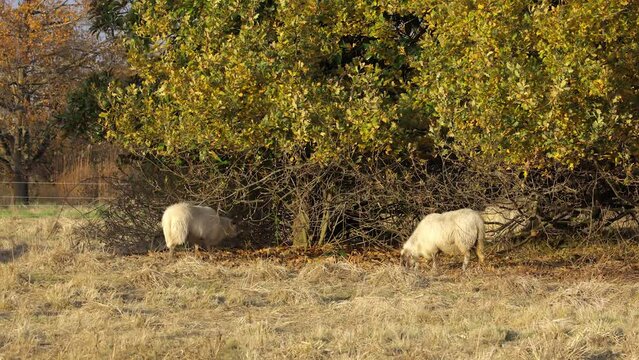 Two white Landes sheep grazing yellow grass on a fall day in southwest France