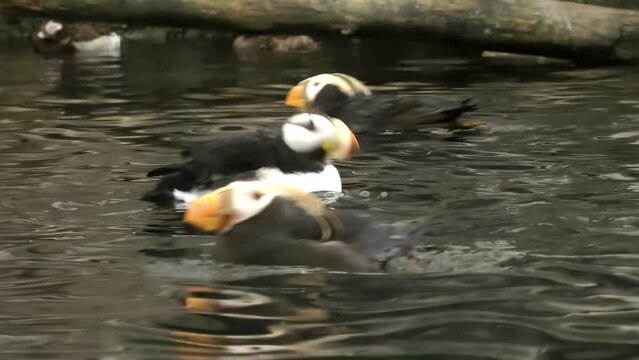 Horned Puffin swims, Alaska
Alaska Wildlife and nature, Anchorage 2021
