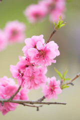 満開のピンク色の桃の花（ハナモモ）のアップ