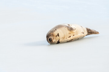 A small wild harbour harp seal pup laying on cold frozen ice in the North Atlantic Ocean. It is stretching its neck and flippers outward. The seal's thick fur coat is beige with dark brown spots