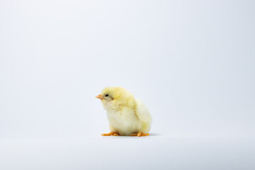 baby chicken on a white background