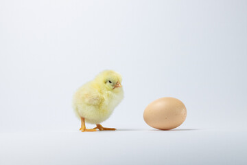 baby chicken near an egg on a white background