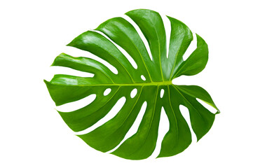 Monstera leaves leaves with Isolate on white background Leaves on white PNG