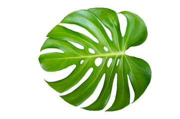 Naklejka na ściany i meble Monstera leaves leaves with Isolate on white background Leaves on white PNG