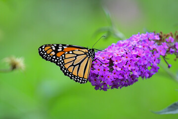 Obraz premium Monarch Butterfly