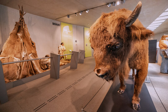 22 July 2022, Neanderthal museum, Germany: domestication of the bison in the Stone Age exhibition at the museum