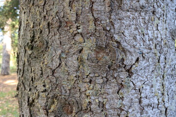 Tree bark. Wood moss. Abstract background. Macro.