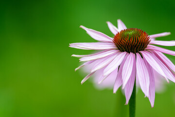 A single pale purple echinacea cone flower with a long green stem and a vibrant green background. The coneflower bloom is also a perennial herb used for tea. The herbal plant is whimsical.  - obrazy, fototapety, plakaty