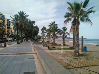 Fototapeta na wymiar Palm Trees on the Promenade