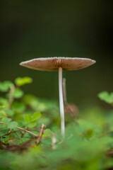 Toadstools that thrive in the forest