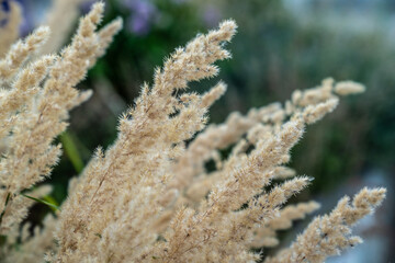 A tall reed stalk with a fluffy tip, blurred background