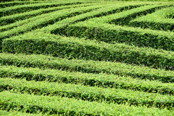 The garden is decorated with geometric shrubs