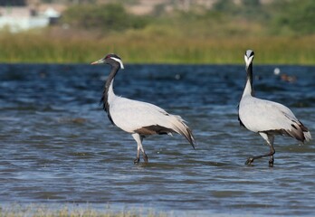 Obraz premium Demoiselle cranes standing in the water, blue water background. Beautiful bird abstract texture background wallpaper. Bird in nature, natural background. Water bird. River bird. Migratory birds.