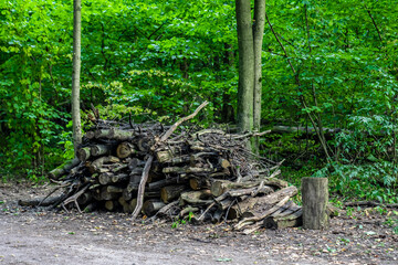 pile of firewood in the forest near road. Ecological problem concept