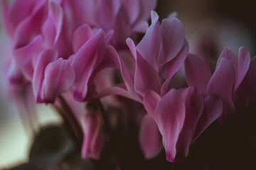 Close-up of vivid red Cyclamen flowers