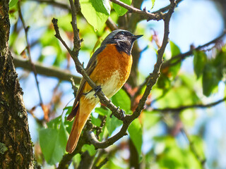 Redstart on a tree. Common redstart. Phoenicurus phoenicurus. Gartenrotschwänzchen.