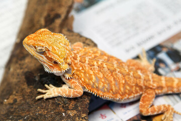 Close-up of a yellow  iguana in a cage in the zoo.
