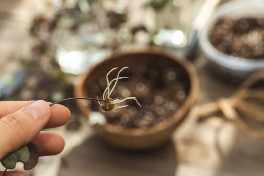 Ceropegia Woodii house plant rooted tuber in hand
