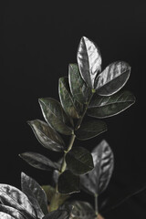 Black leaves of Zamioculcas Zamiifolia Raven plant