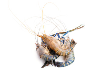 fresh prawns, river prawns, and from the sea, tiger prawns, isolated on white background. Delicate luxury seafood
