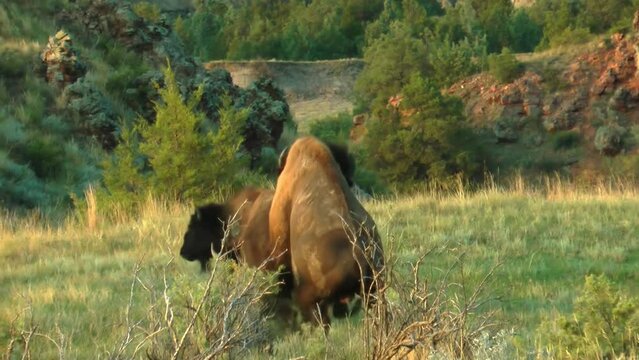 American Bison (buffalo) Mating, USA