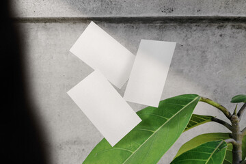 Clean minimal business cards mockup floating on leaves