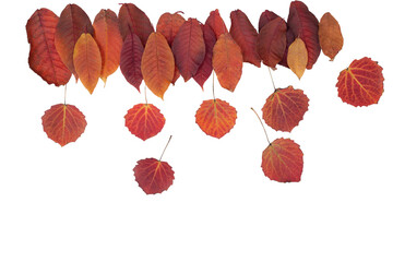Isolated leaves. Collection of multicolored fallen autumn leaves isolated on white background