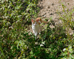 Cute young domestic orange-white short-haired cat standing among the branches