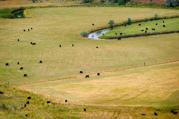 Field with River and Cattle Feeding in Pasture Land