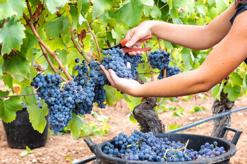 Naklejka na ściany i meble Cannonau grape harvest. Manual harvesting of grapes. Agriculture.