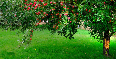 Apple Tree in Fall Autumn with Ripe Red Apples Ready to Harvest