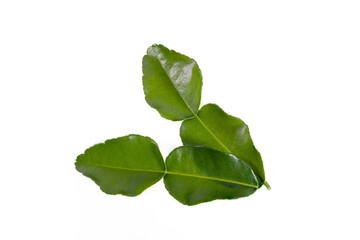 bergamot asian leaf on white
