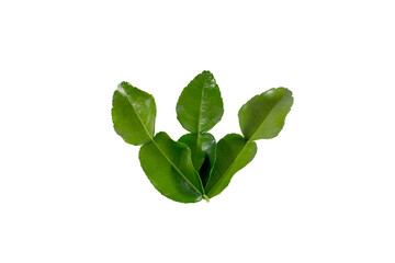bergamot kaffir lime aroma leaves