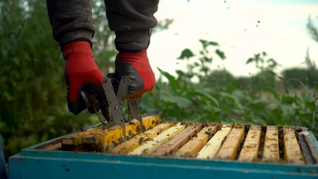 The beekeeper uses tongs to take out a frame