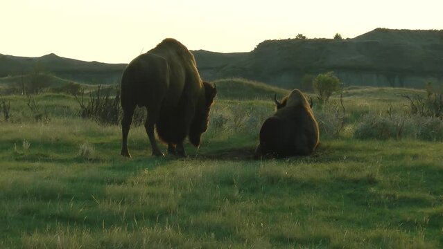 American Bison fertilized near female wallowing  
