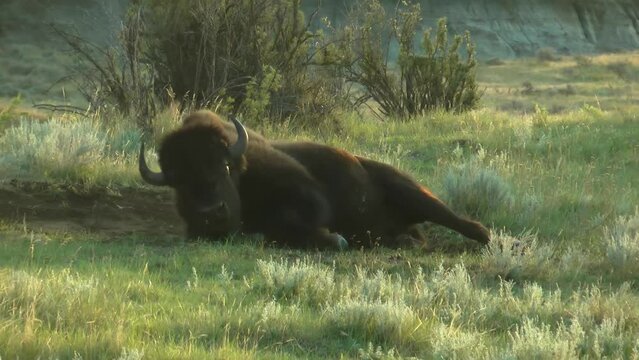 American Bison (buffalo) bath wallowing, USA