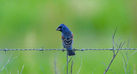 Male blue grosbeak  - Passerina caerulea - perched on barbed wire fence with blurred green grass background