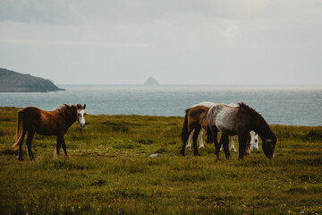 Connemara ponies in field close to the sea and mountains Ireland 