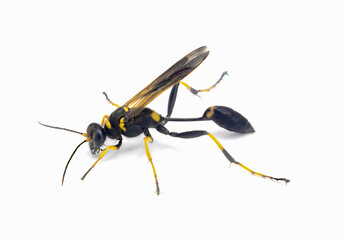 yellow legged, black and yellow or black waisted mud dauber wasp - Sceliphron caementarium - is a species of sphecid wasp.  Isolated on white background - obrazy, fototapety, plakaty