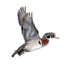 male wood duck drake Aix sponsa flying showing beautiful red, blue, purple, green, chestnut colors....