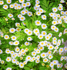 Natural background of chamomile flowers