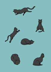 Black Cats 